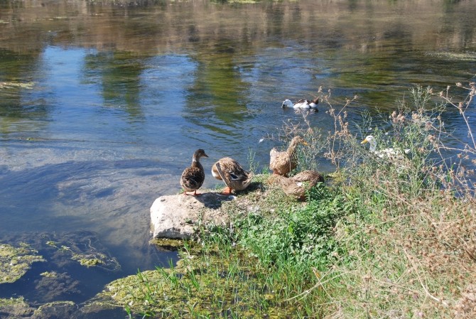  Птицы в дельте реки Кызылырмак